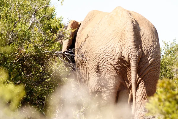 Huge Elephant Asss — Stock Photo, Image