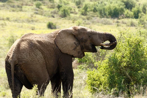 Elefante comendo novamente — Fotografia de Stock