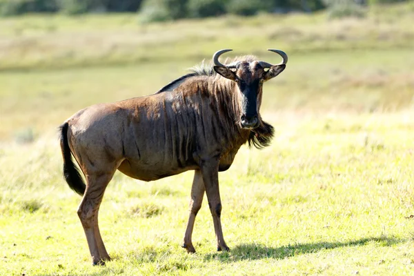 Wildebeest - La mirada — Foto de Stock