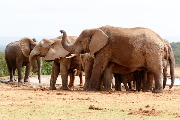 Hellooooo парк слонов Аддо — стоковое фото