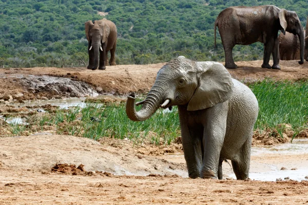Влажный слон в национальном парке Аддо Слон — стоковое фото