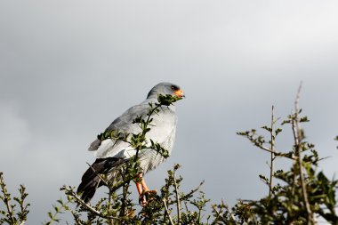 -Soluk ilahi çakır kuşu - Melierax Canorus rüya