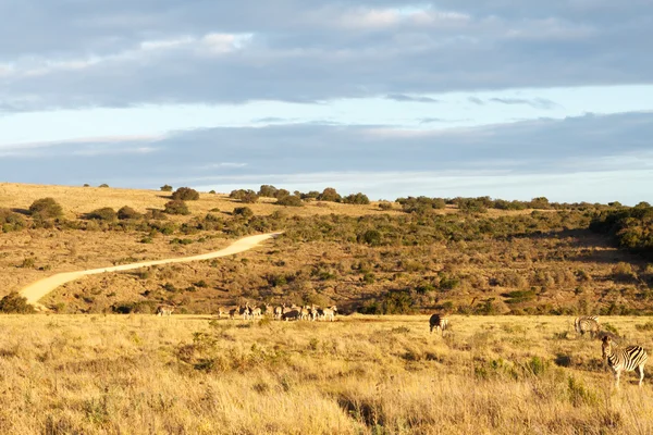 Caminho - Addo Paisagem — Fotografia de Stock