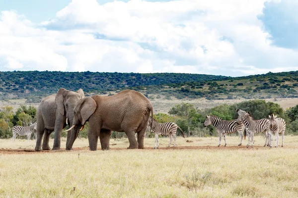 Stojącej wody - słoń afrykański — Zdjęcie stockowe