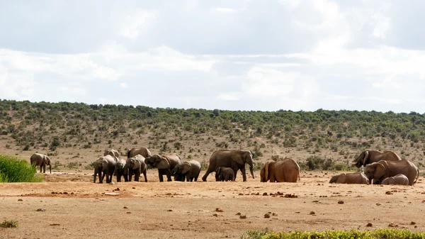 Hodown - Elefante africano Bush — Foto Stock