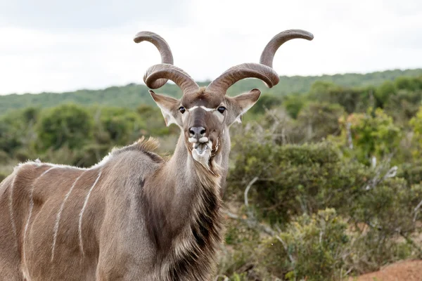 Scioglilingua - Greater Kudu - Tragelaphus strepsiceros — Foto Stock