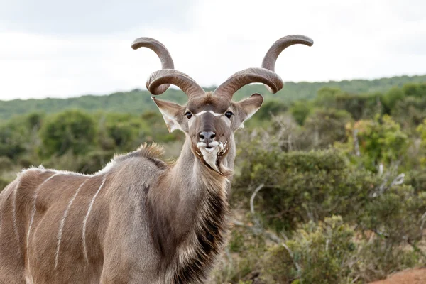 Ik ben schoon - grote koedoe - Tragelaphus strepsiceros — Stockfoto