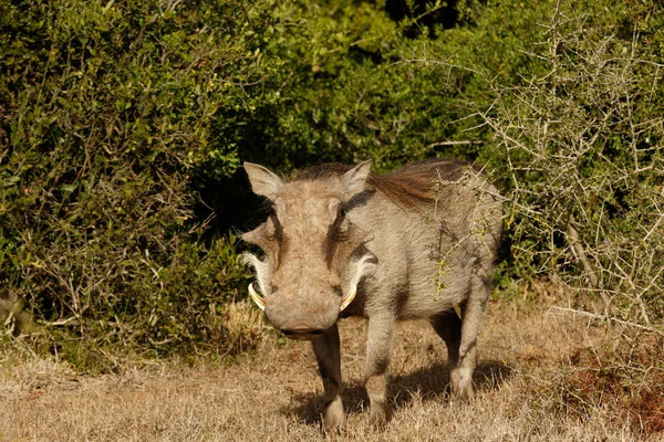 Whats Up - Phacochoerus africanus  The common warthog — Stock Photo, Image