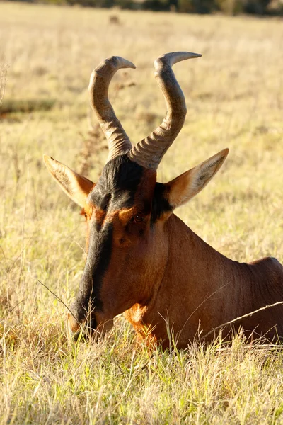 I See you - Red Harte-beest - Alcelaphus buselaphus caama — Stock Photo, Image