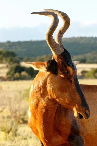 Eu olho você - vermelho Harte-beest - Búbalu buselaphus caama — Fotografia de Stock