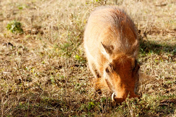 Piggy - Phacochoerus africanus  The common warthog — Stock Photo, Image