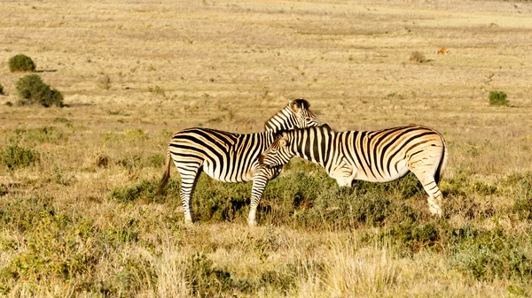 Liebe - burchell 's zebra — Stockfoto