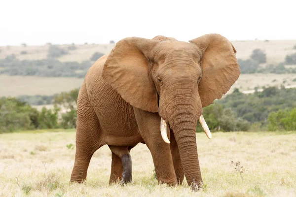 Ein großer.. afrikanischer Buschelefant — Stockfoto