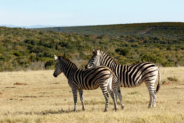 Mamma - Zebra di Burchell — Foto Stock