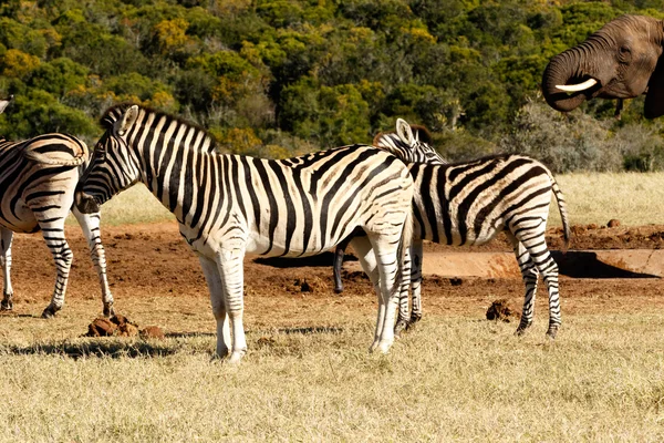 Tak, to jest wielki - Zebra — Zdjęcie stockowe