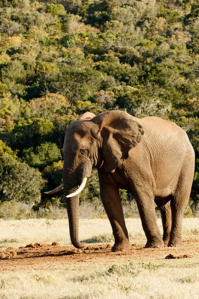 My best SIDE - African Bush Elephant