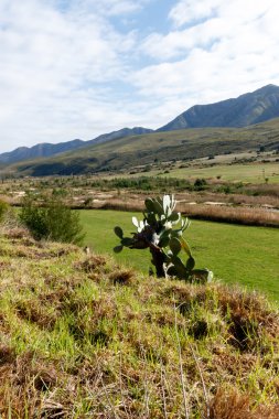 Kareedouw yeşil Thorn peyzaj 