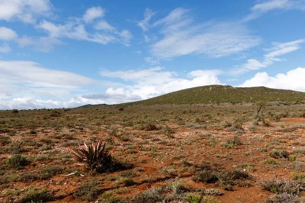 Está seco en Oudtshoorn —  Fotos de Stock