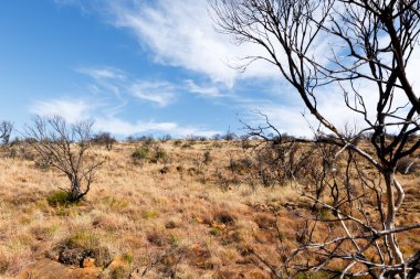 Graaff-Reinet manzara otlak - Kuru 
