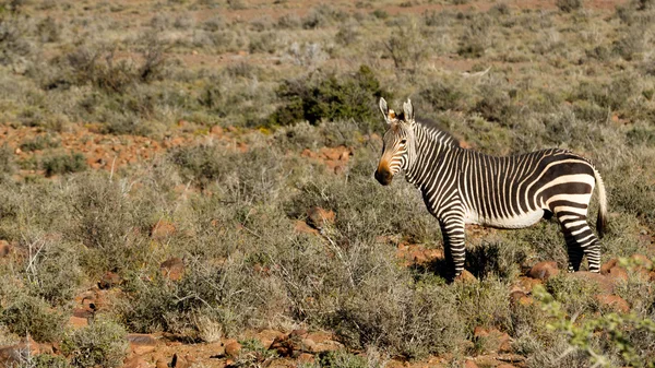 Zebra i fältet - Beaufort West — Stockfoto