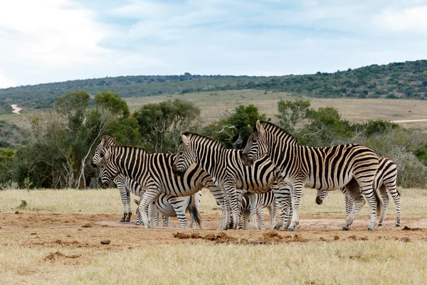 Tribo de Zebra de Burchell em Watering Hole — Fotografia de Stock
