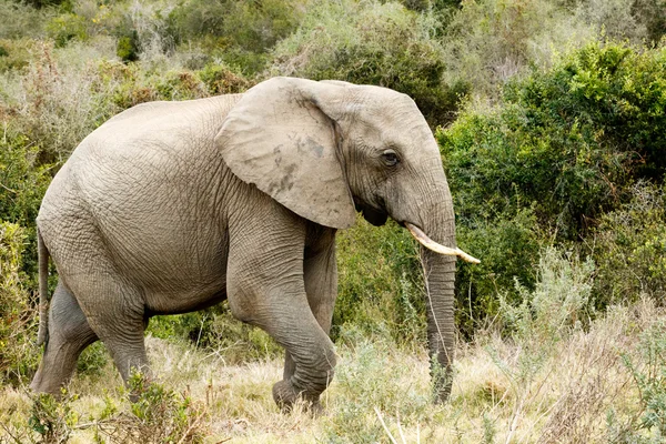 Einsamer afrikanischer Buschelefant auf der Suche nach Wasser — Stockfoto