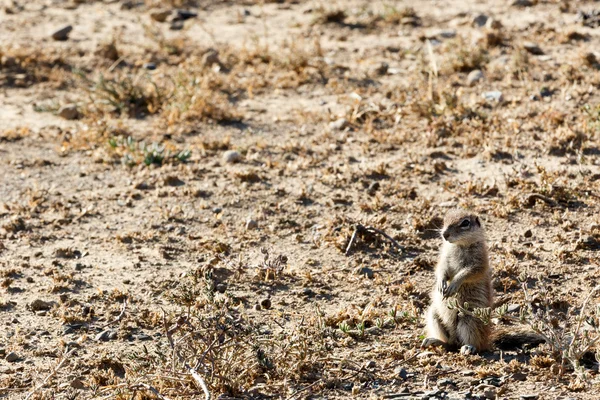 Ground Squirrel YES Sir - Mountain Zebra National Park — Stock Photo, Image