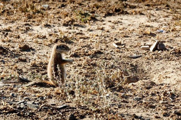 Zemin sincap - dağ Zebra Milli Parkı — Stok fotoğraf