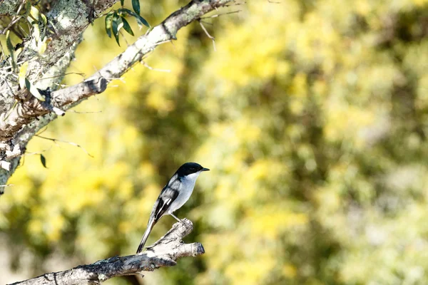 Tiny Bird - Национальный парк Маунтин-Зебра — стоковое фото