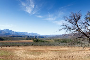 Bulutlar Swartberg doğa rezerv ağaçlarda konuşuyorsun