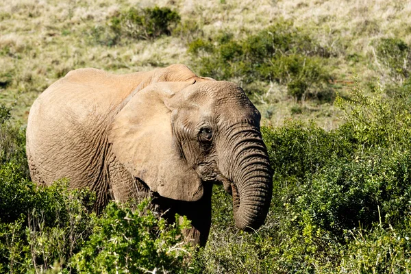 Iss mich einfach - Afrikanischer Buschelefant — Stockfoto