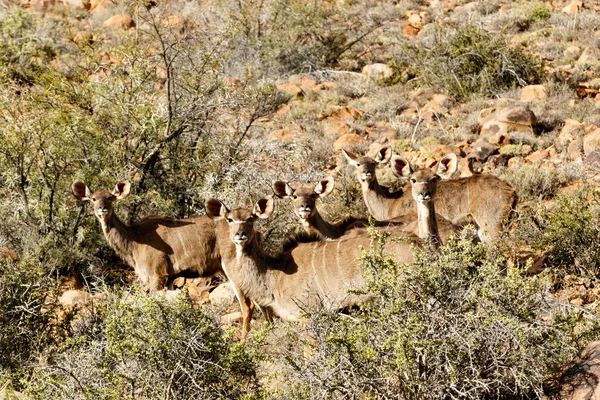 Famiglia Kudu Femminile - Karoo National Park — Foto Stock