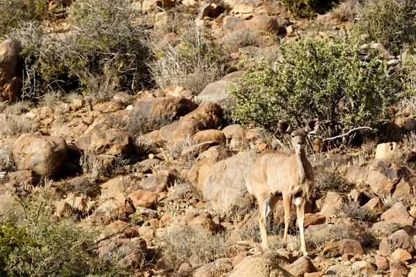 Femmina Kudu cerca - Karoo National Park — Foto Stock