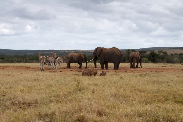 Африканский слон Буш — стоковое фото