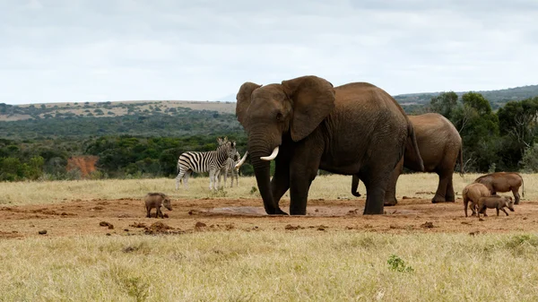 Moja woda ponownie słoń afrykański — Zdjęcie stockowe