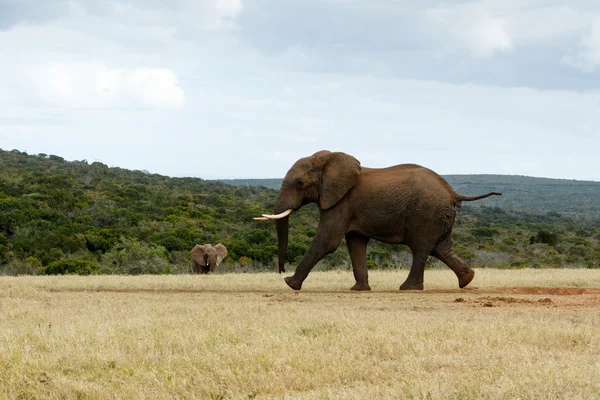 African Bush Elephant RUN
