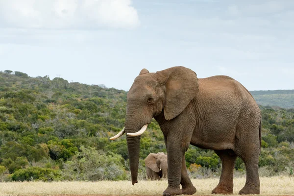 I am way to BIG The African Bush Elephant — Stock Photo, Image