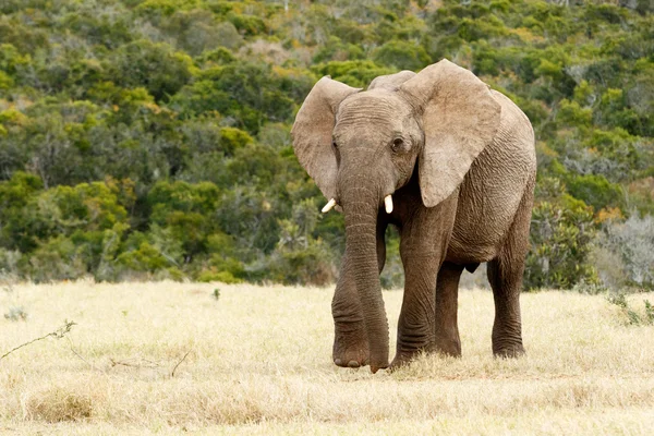 Waarom de Afrikaanse Bush Elephant — Stockfoto