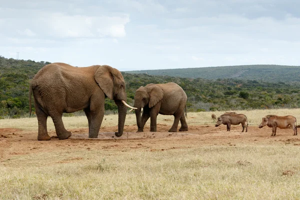 Vogliamo acqua NO - L'elefante africano Bush — Foto Stock