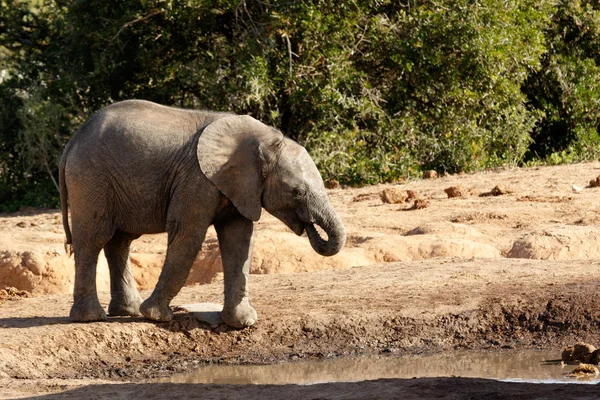 Afrikanisches Busch-Elefantenbaby trinkt Wasser — Stockfoto
