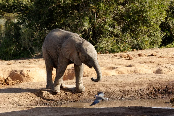 Es mi agua El elefante africano Bush —  Fotos de Stock