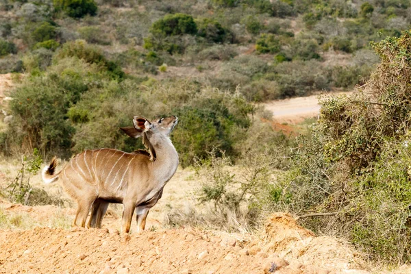 Kudu Just Me - Tragelaphus strepsiceros — Stock Photo, Image