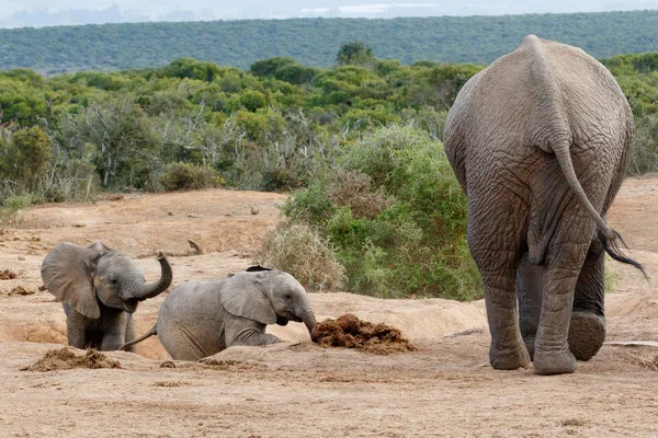 Come Kids - африканская семья слонов Буша — стоковое фото