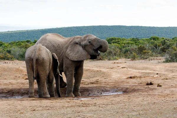 부시 아프리카 코끼리 — 스톡 사진