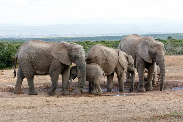 Полив отверстия Momy Love The African Bush Elephant Familie — стоковое фото