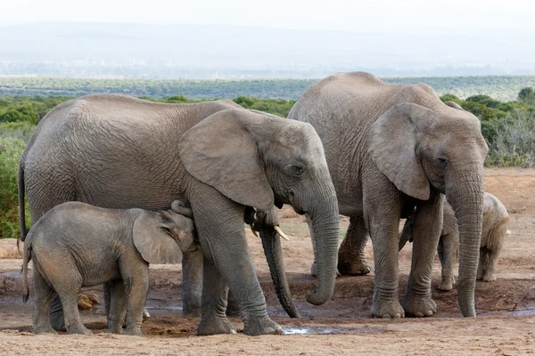 Мне нужно выпить, африканские слоны. — стоковое фото