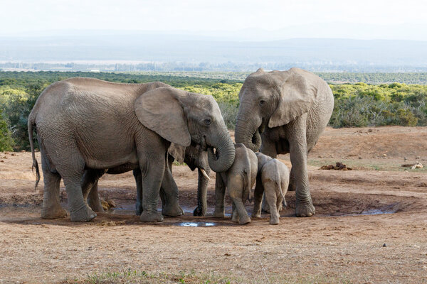 Family of African Bush Elephant protecting their young - The African bush elephant is the larger of the two species of African elephant. Both it and the African forest elephant have in the past been classified as a single species.