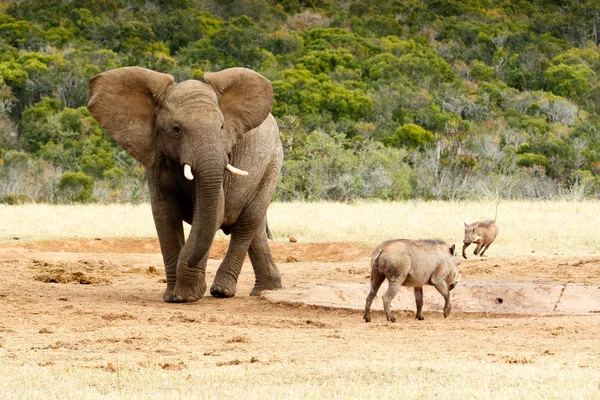 Все ще тут - Африканський слон Буша — стокове фото