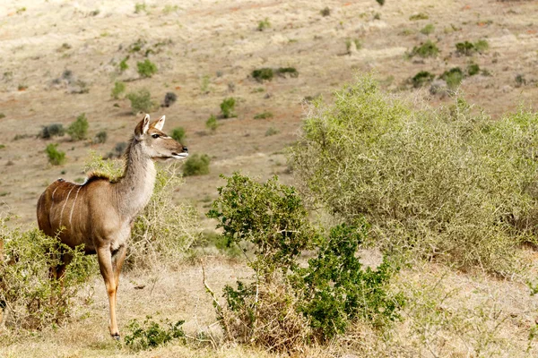 Kudu 레이디 찾고 사랑-Tragelaphus strepsiceros — 스톡 사진