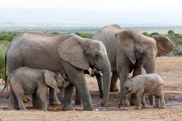 African bush elephant family structure - The African bush elephant is the larger of the two species of African elephant. Both it and the African forest elephant have in the past been classified as a single species.